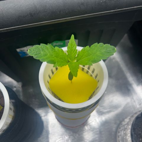 Blue cheese  #2 growlog timeline photo