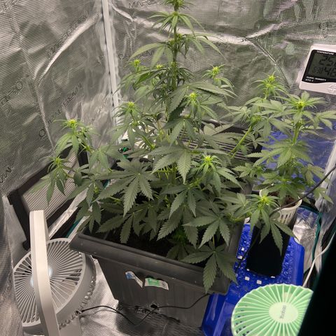 Auto White Widow growlog timeline photo
