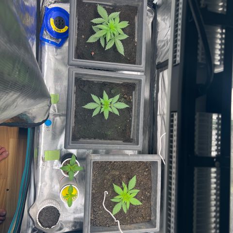 Sativa auto growlog timeline photo