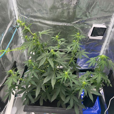 Auto White Widow growlog timeline photo