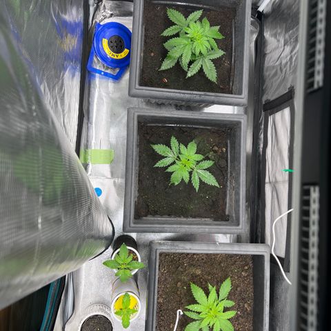 Sativa auto growlog timeline photo