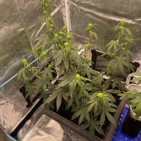 Auto White Widow growlog timeline photo