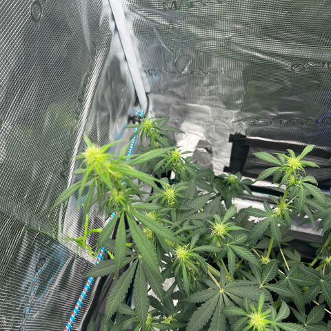 Auto White Widow growlog timeline photo