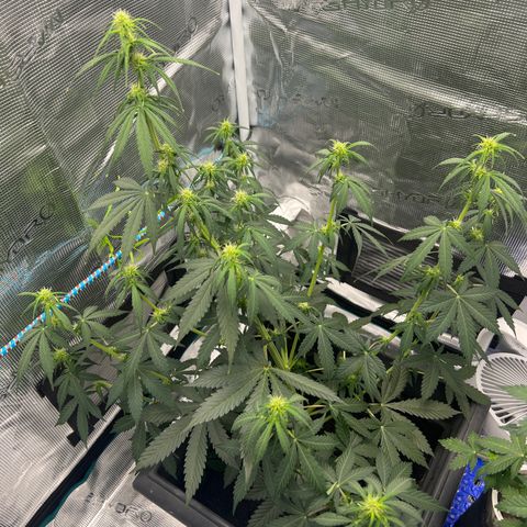 Auto White Widow growlog timeline photo