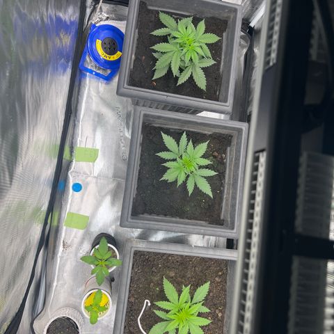 Sativa auto growlog timeline photo