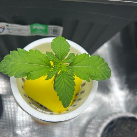 Blue cheese  #2 growlog timeline photo