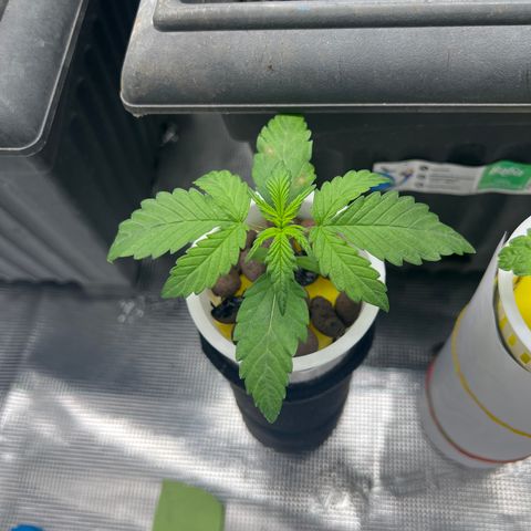 Blue cheese  #1 growlog timeline photo