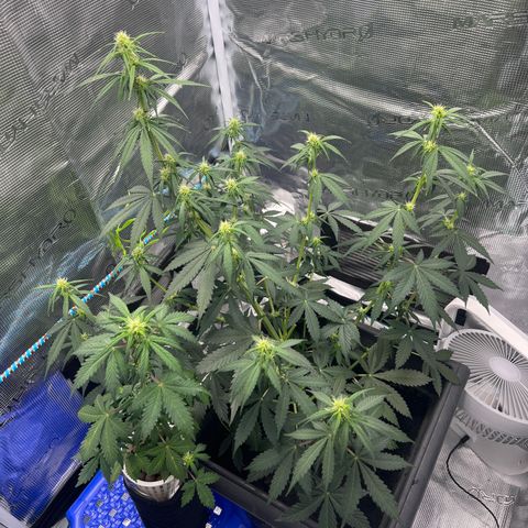 Auto White Widow growlog timeline photo