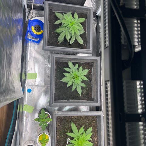 Sativa auto growlog timeline photo