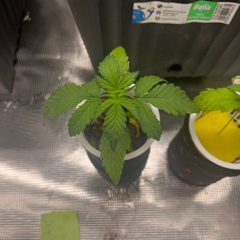 Blue cheese  #1 growlog timeline photo