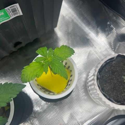 Blue cheese  #2 growlog timeline photo