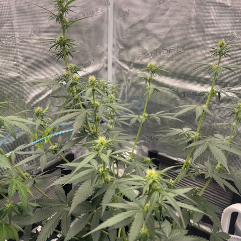 Auto White Widow growlog timeline photo