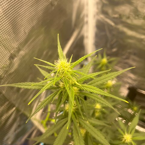Auto White Widow growlog timeline photo