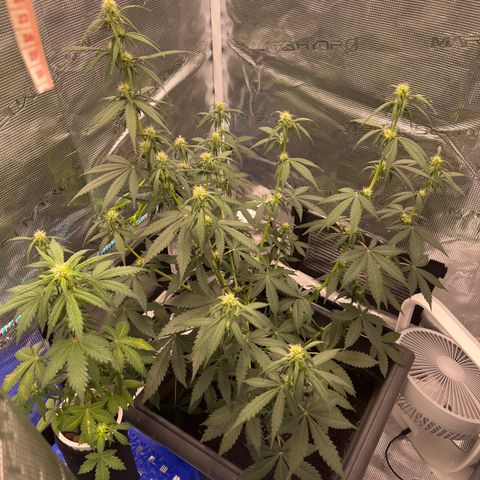 Auto White Widow growlog timeline photo