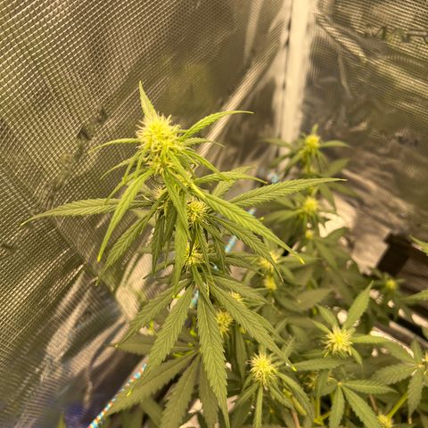 Auto White Widow growlog timeline photo