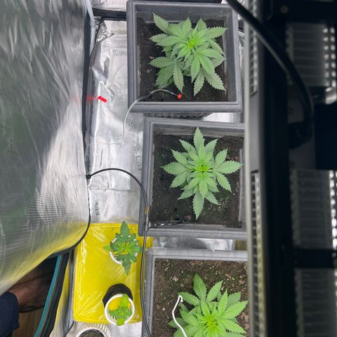 Sativa auto growlog timeline photo