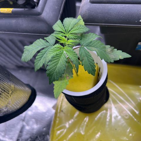 Blue cheese  #1 growlog timeline photo