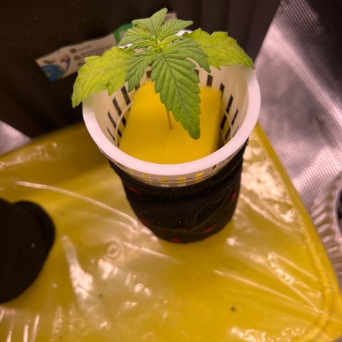 Blue cheese  #2 growlog timeline photo