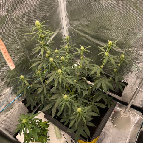 Auto White Widow growlog timeline photo