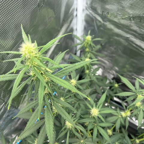 Auto White Widow growlog timeline photo