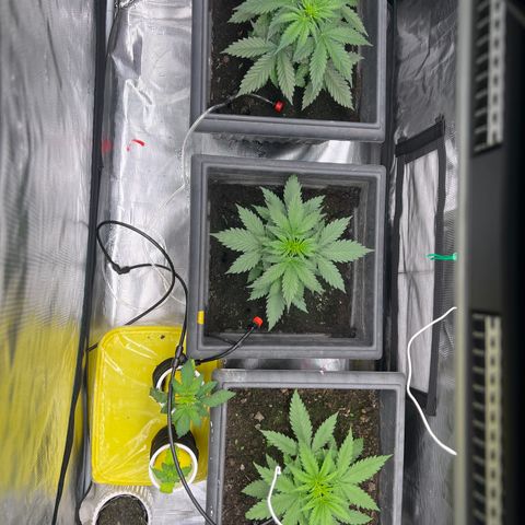 Sativa auto growlog timeline photo