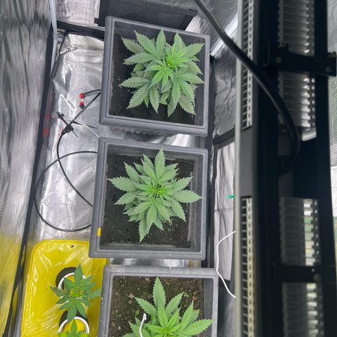 Sativa auto growlog timeline photo