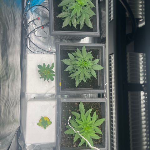 Sativa auto growlog timeline photo