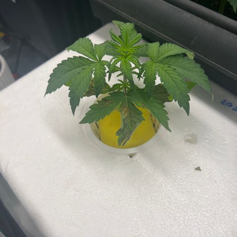 Blue cheese  #1 growlog timeline photo