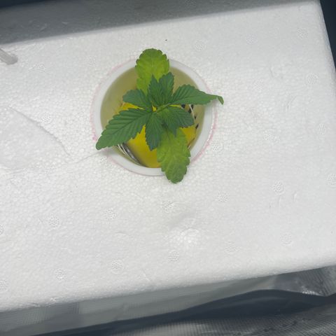 Blue cheese  #2 growlog timeline photo