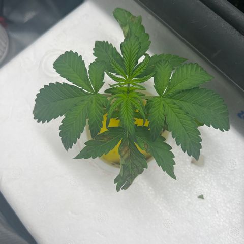 Blue cheese  #1 growlog timeline photo