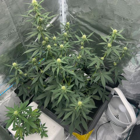 Auto White Widow growlog timeline photo