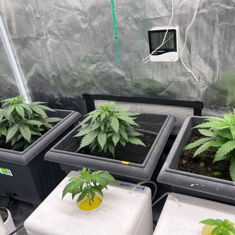 Sativa auto growlog timeline photo
