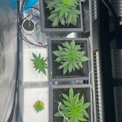 Sativa auto growlog timeline photo