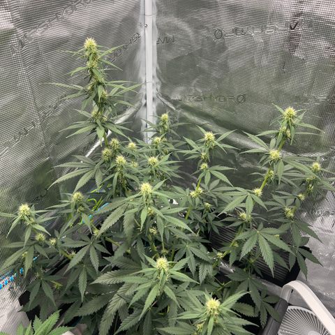 Auto White Widow growlog timeline photo