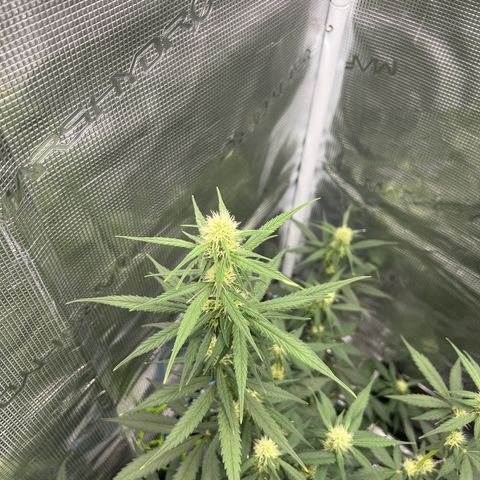 Auto White Widow growlog timeline photo