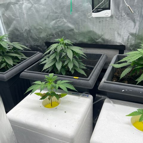 Sativa auto growlog timeline photo