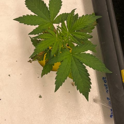 Blue cheese  #1 growlog timeline photo