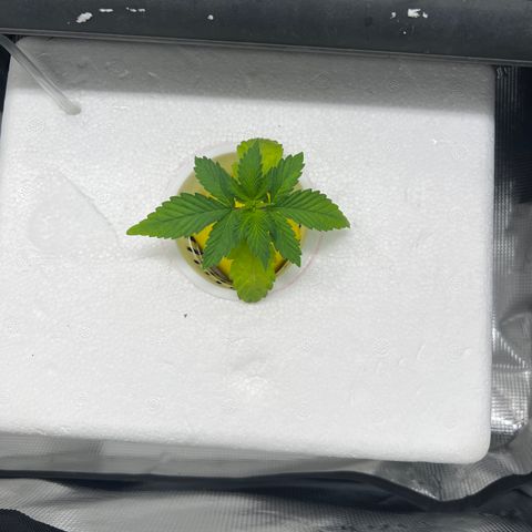 Blue cheese  #2 growlog timeline photo