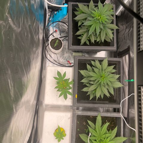 Sativa auto growlog timeline photo