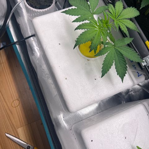 Blue cheese  #1 growlog timeline photo