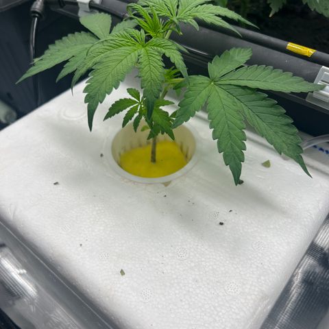 Blue cheese  #1 growlog timeline photo