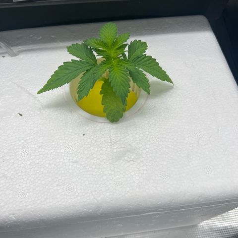 Blue cheese  #2 growlog timeline photo