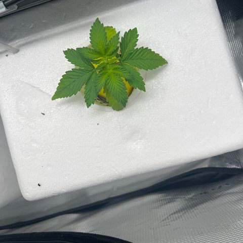 Blue cheese  #2 growlog timeline photo