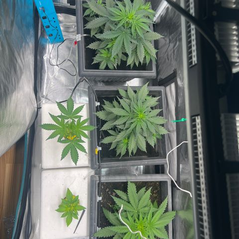 Sativa auto growlog timeline photo