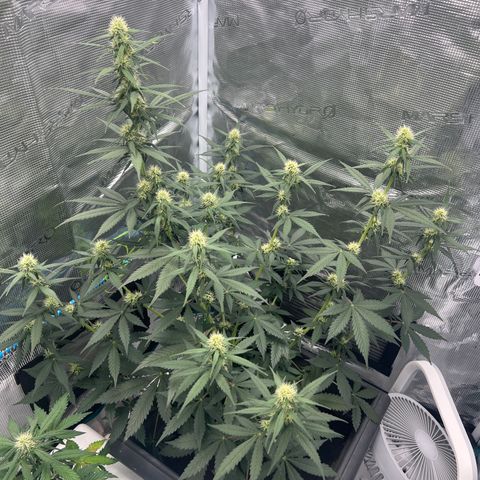 Auto White Widow growlog timeline photo