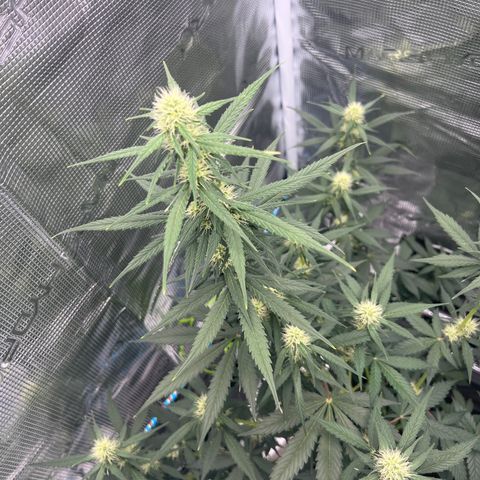 Auto White Widow growlog timeline photo