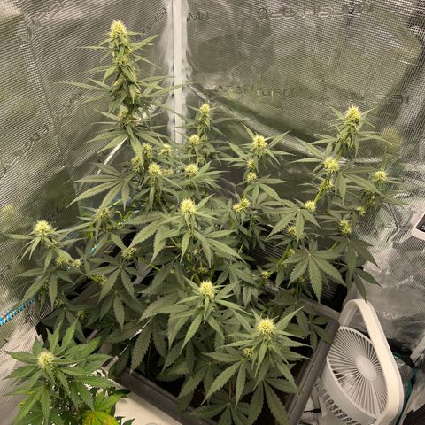 Auto White Widow growlog timeline photo