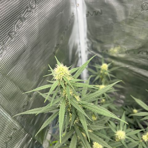 Auto White Widow growlog timeline photo
