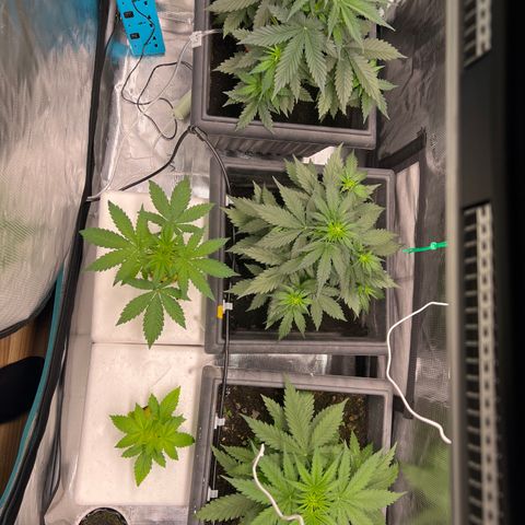 Sativa auto growlog timeline photo