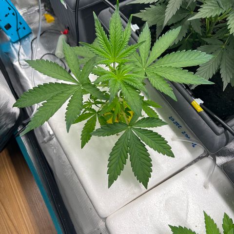 Blue cheese  #1 growlog timeline photo